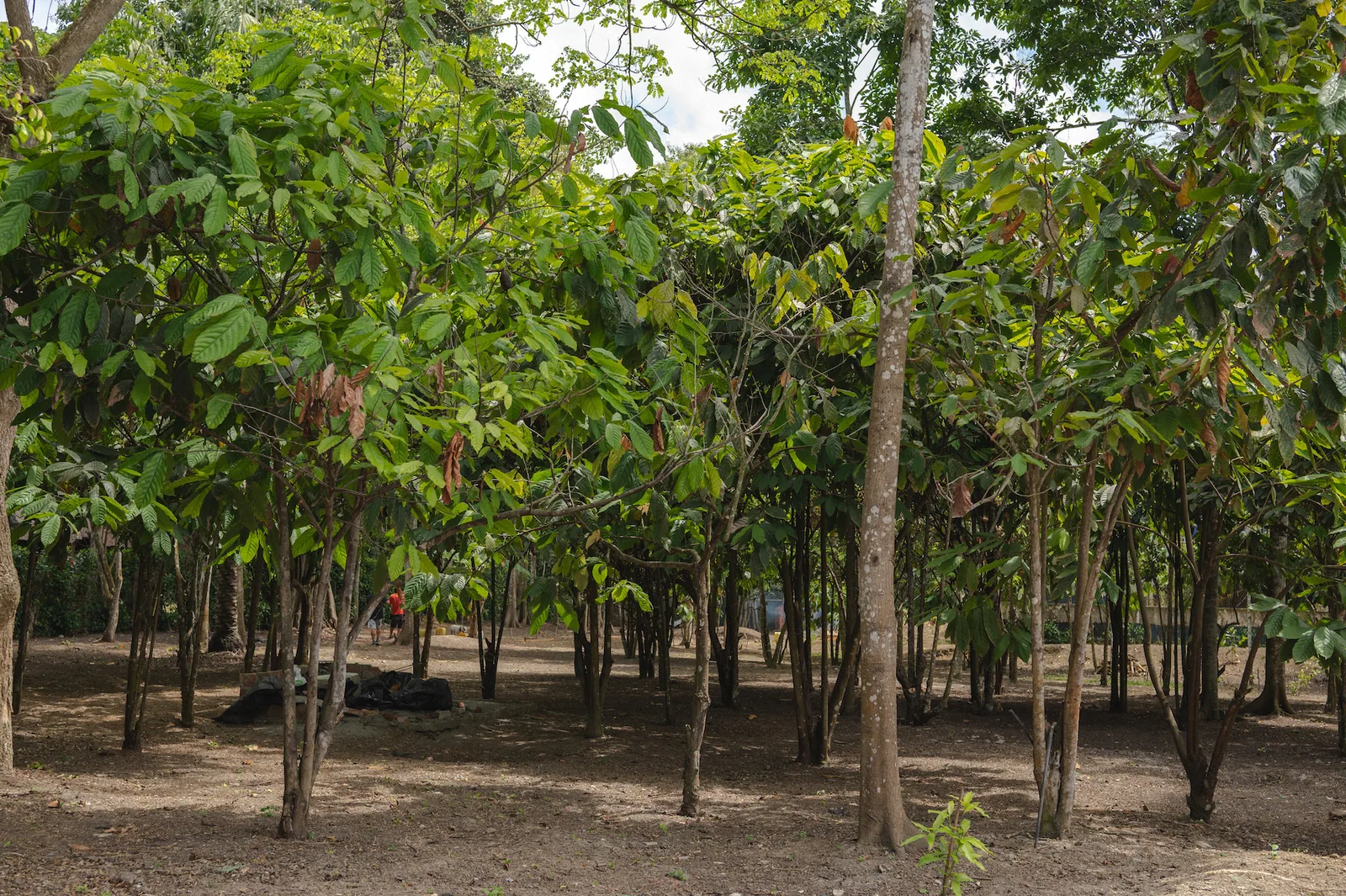 Terreno en venta Ubicado Ayampe, Manabí – Foto 5